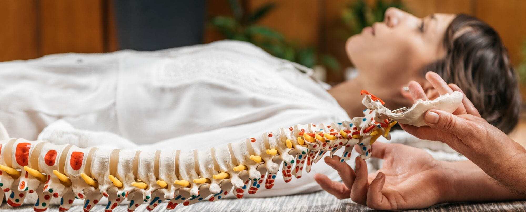Flexible spine model used for chiropractic patient education