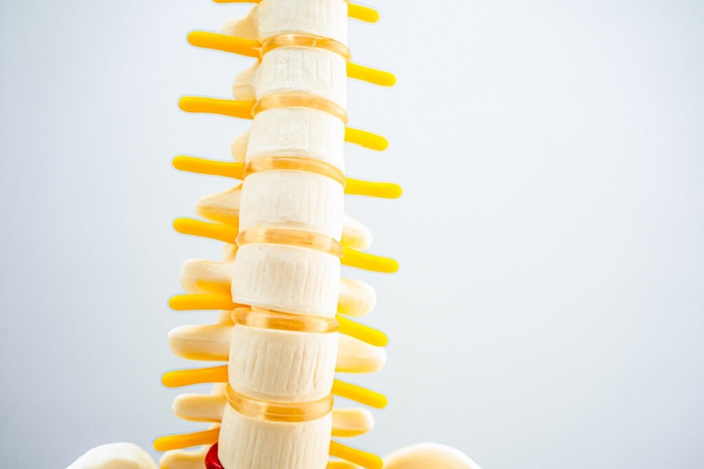 Spine model used in chiropractic care at a Manhattan physical therapy clinic